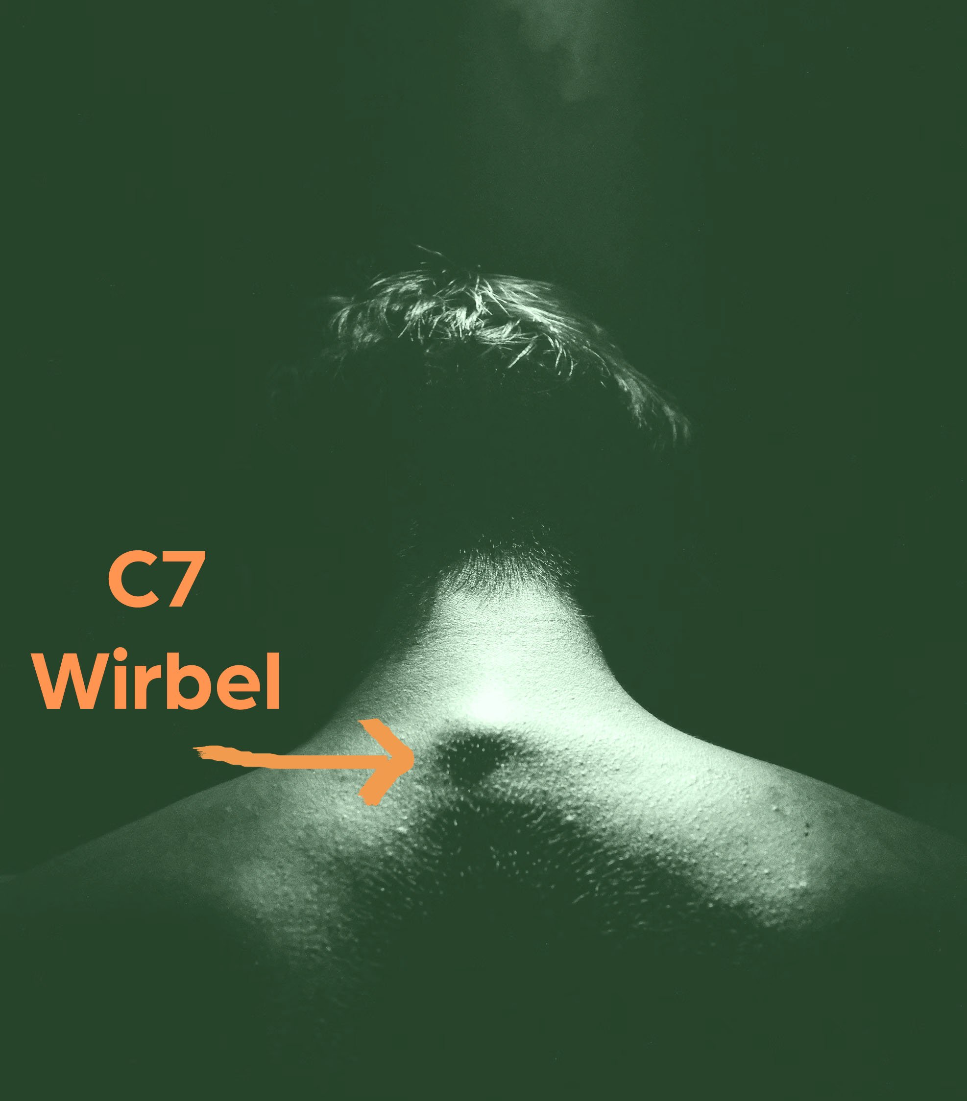 Oberer Ansatzpunkt für die Rückenlänge: der C7 Wirbel