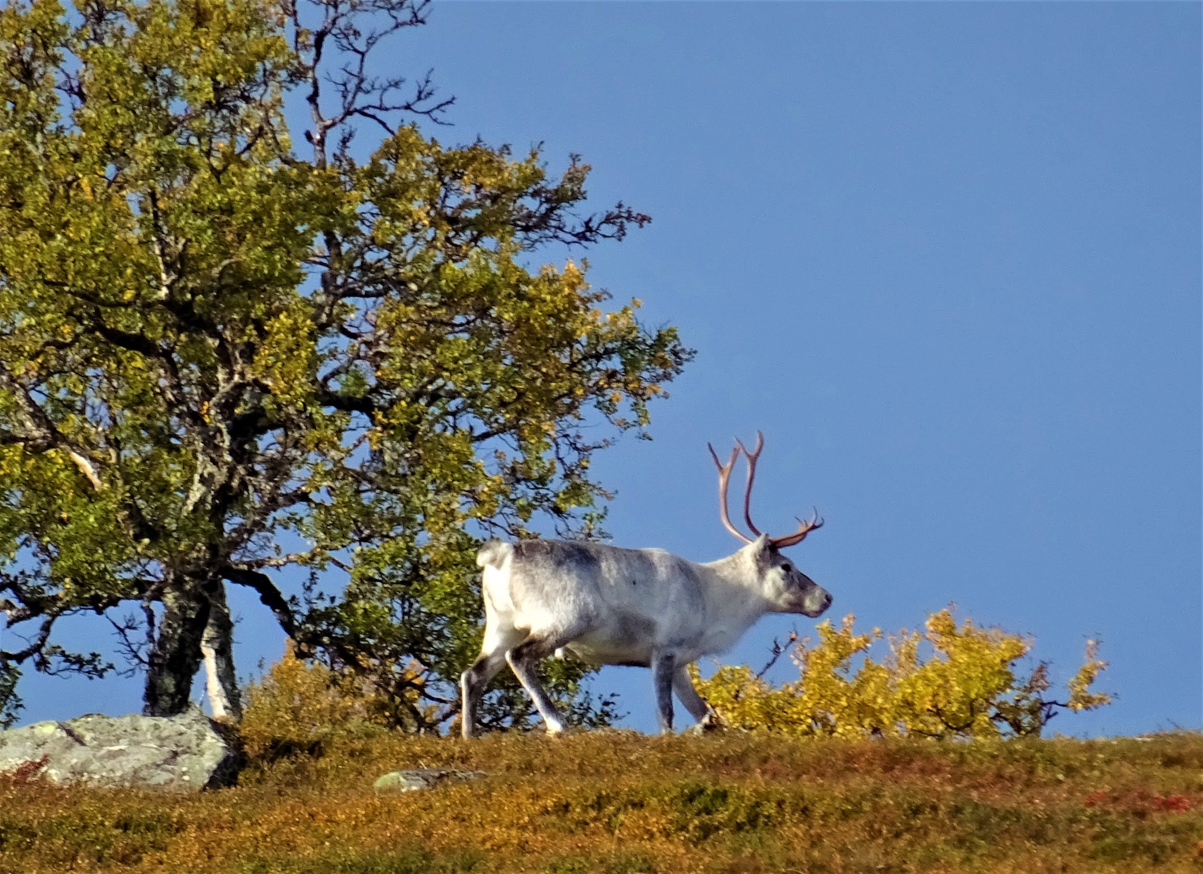 Freilaufende Rentiere am Berg