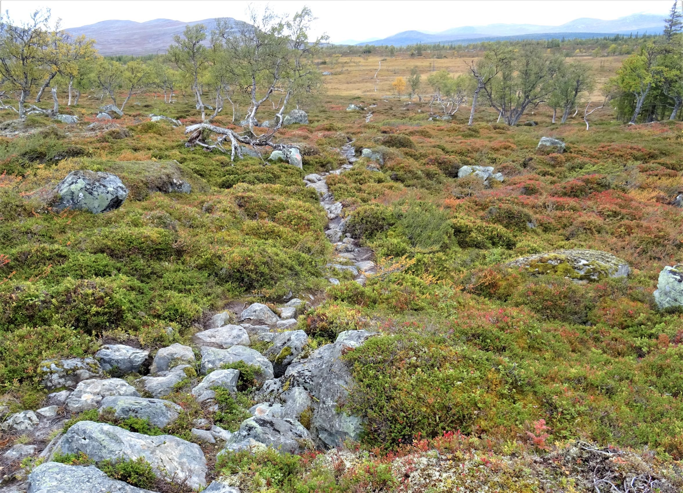 Typischer Wanderweg im Fjäll mit großen Felsbrocken