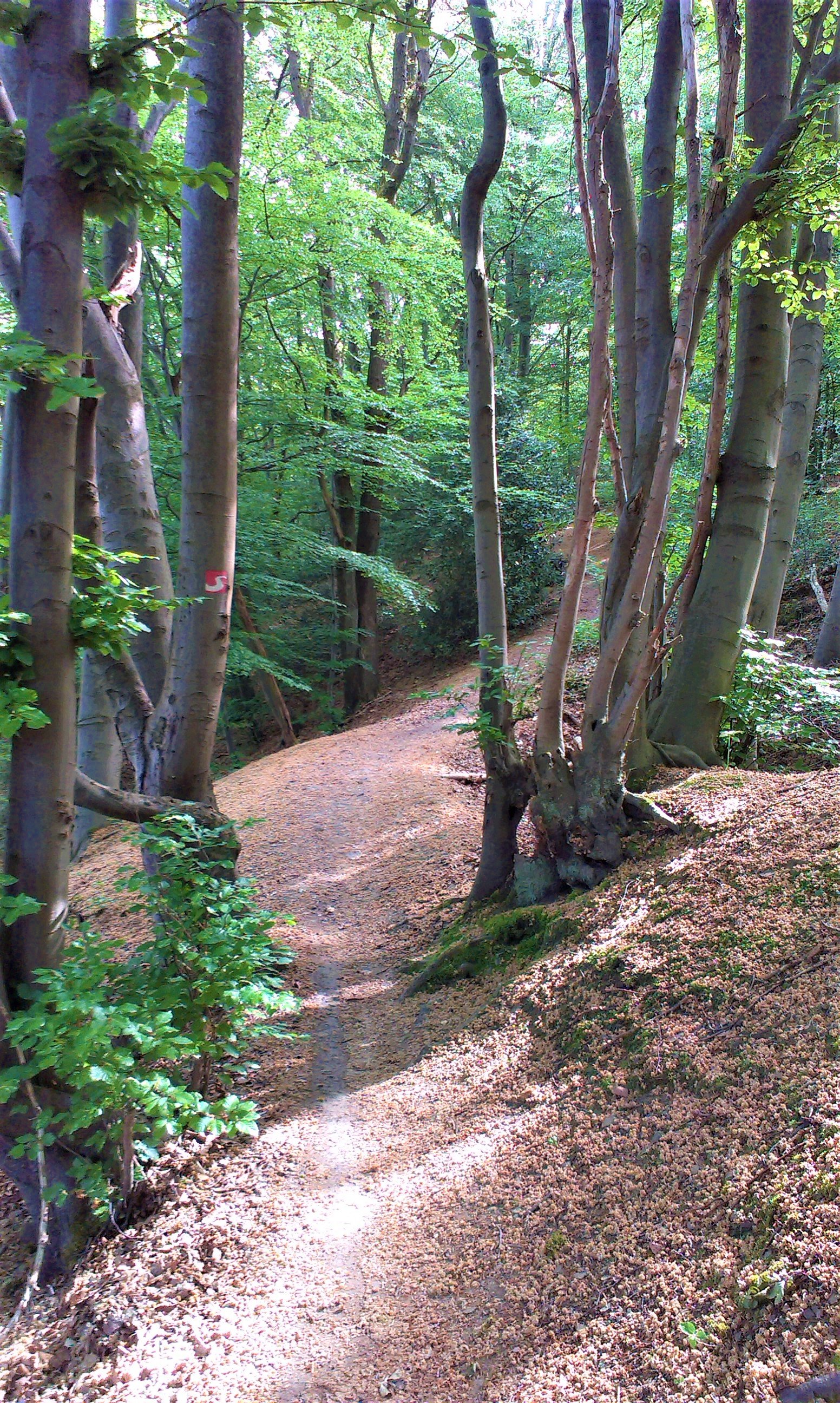 Talsperrenweg Waldabschnitt