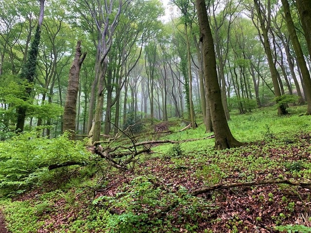 Naturbelassene Strecke im Siebengebirge