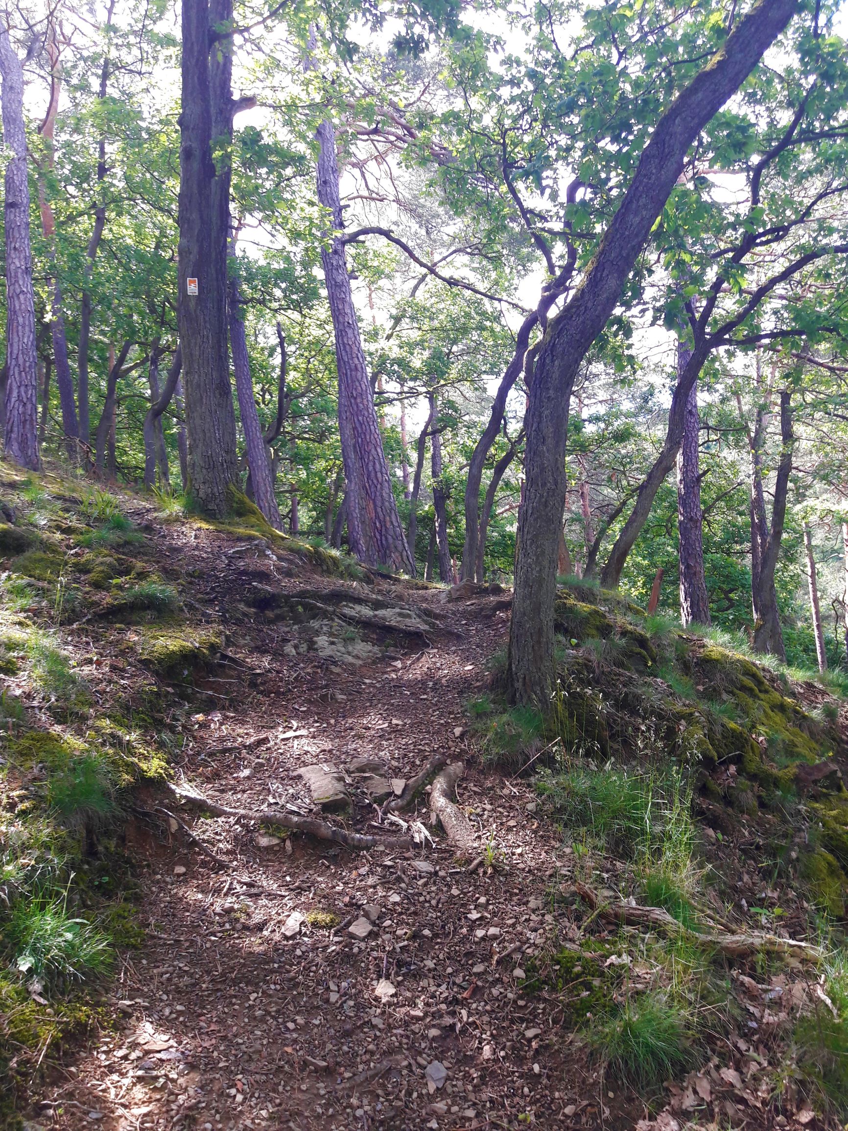 Wanderweg naturbelassener Wald