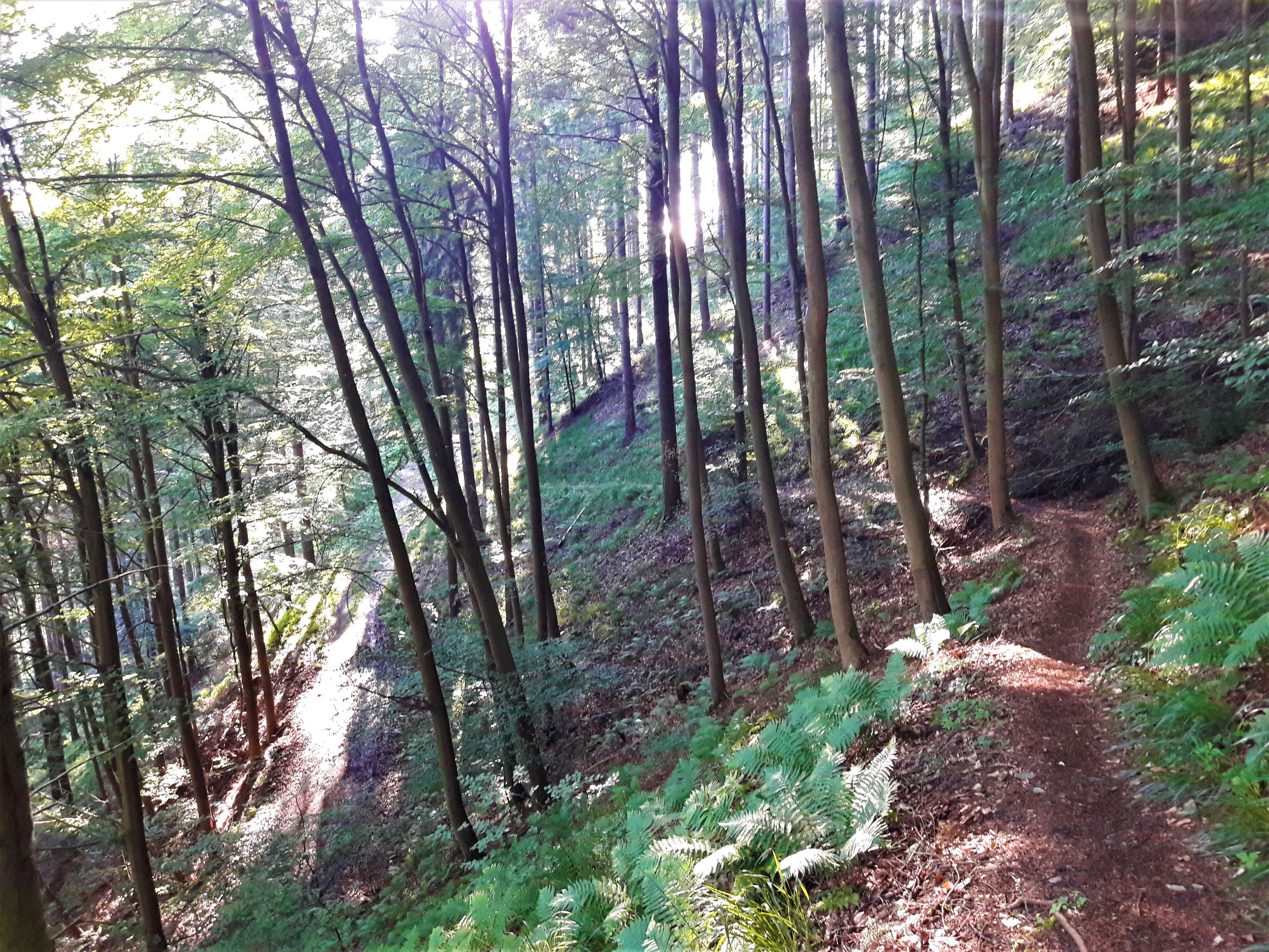 Wanderweg im Wald