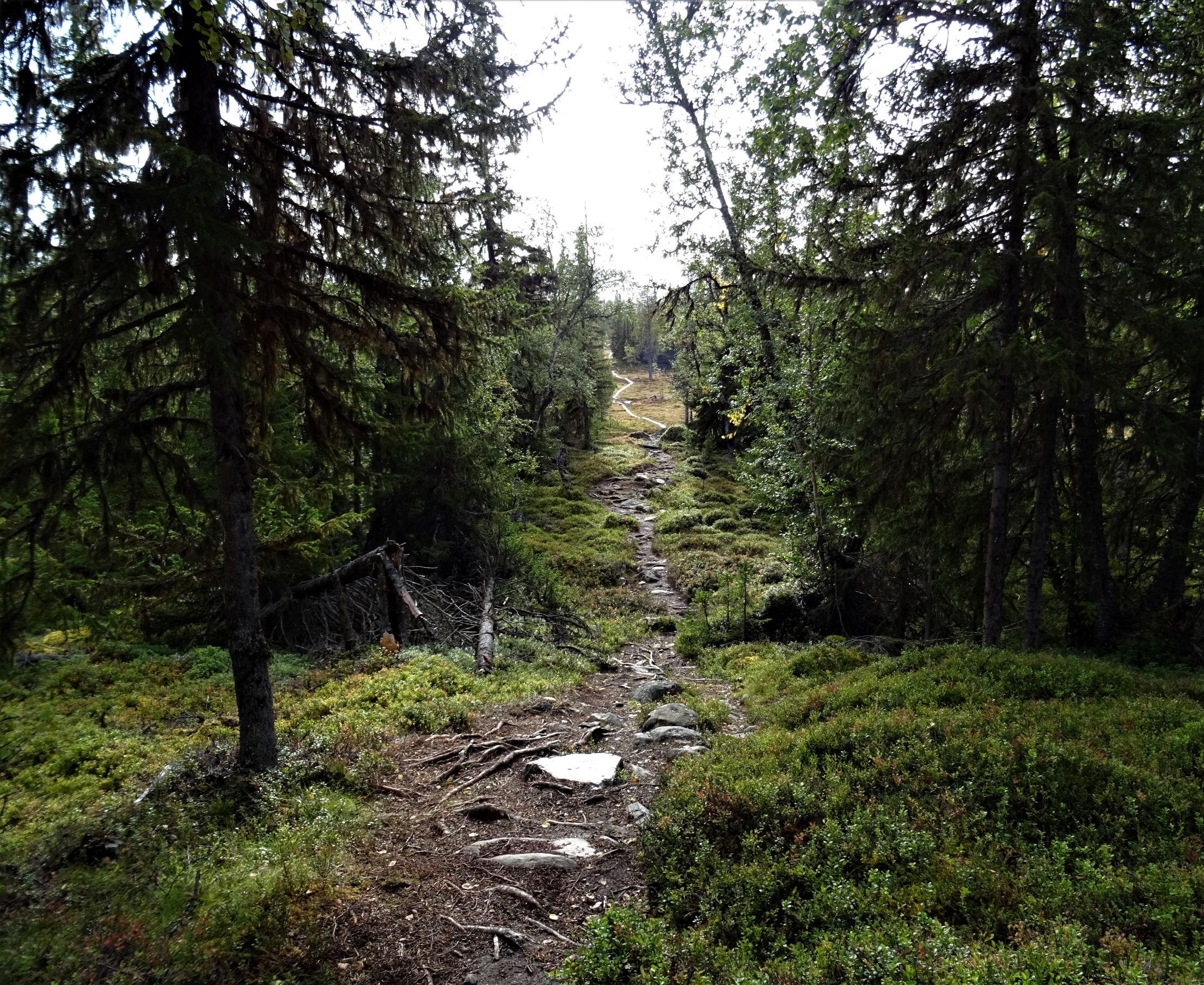 Waldweg bis zum Horizont