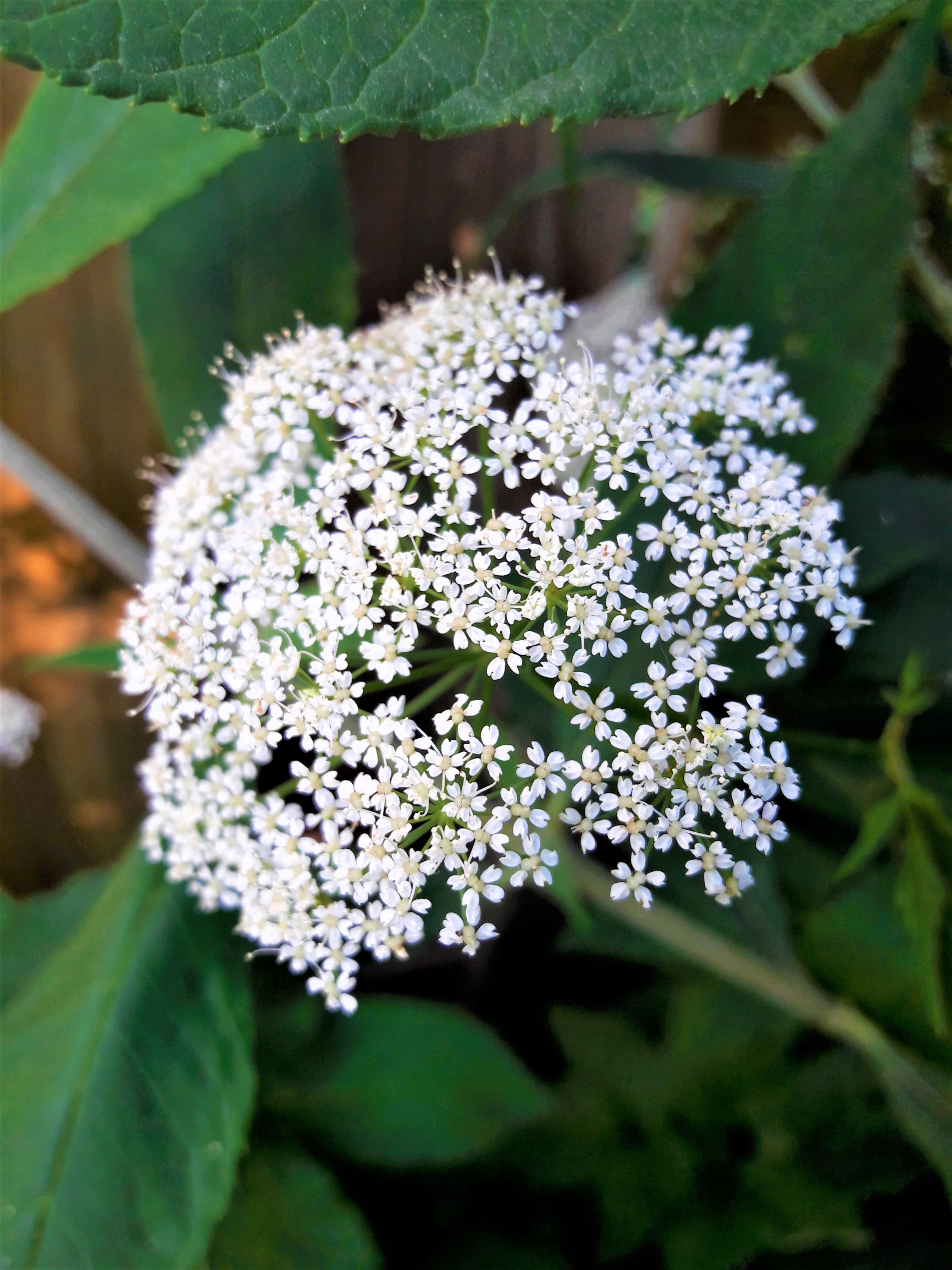 Giersch Doldenblüten