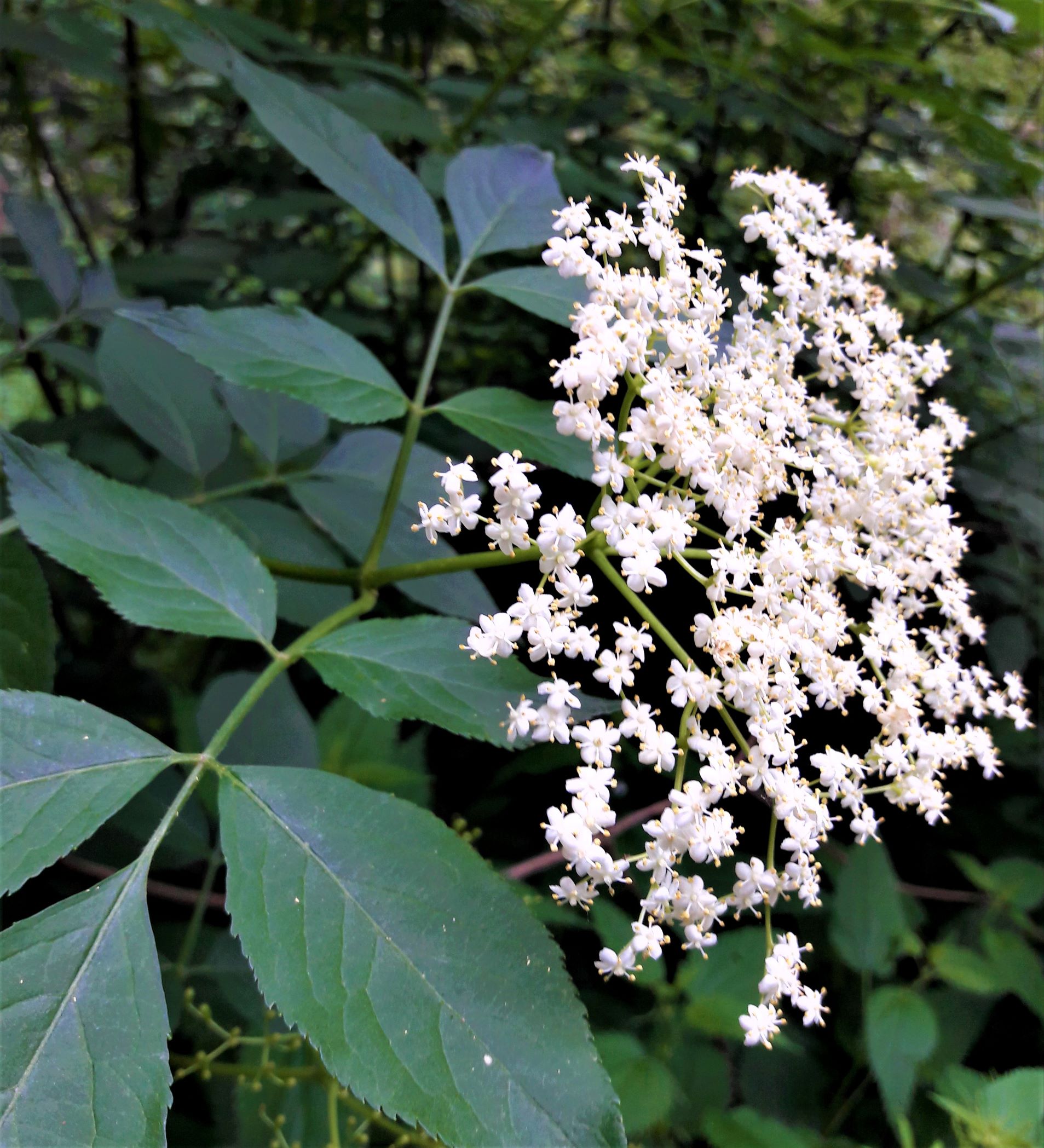 Holunderblüte