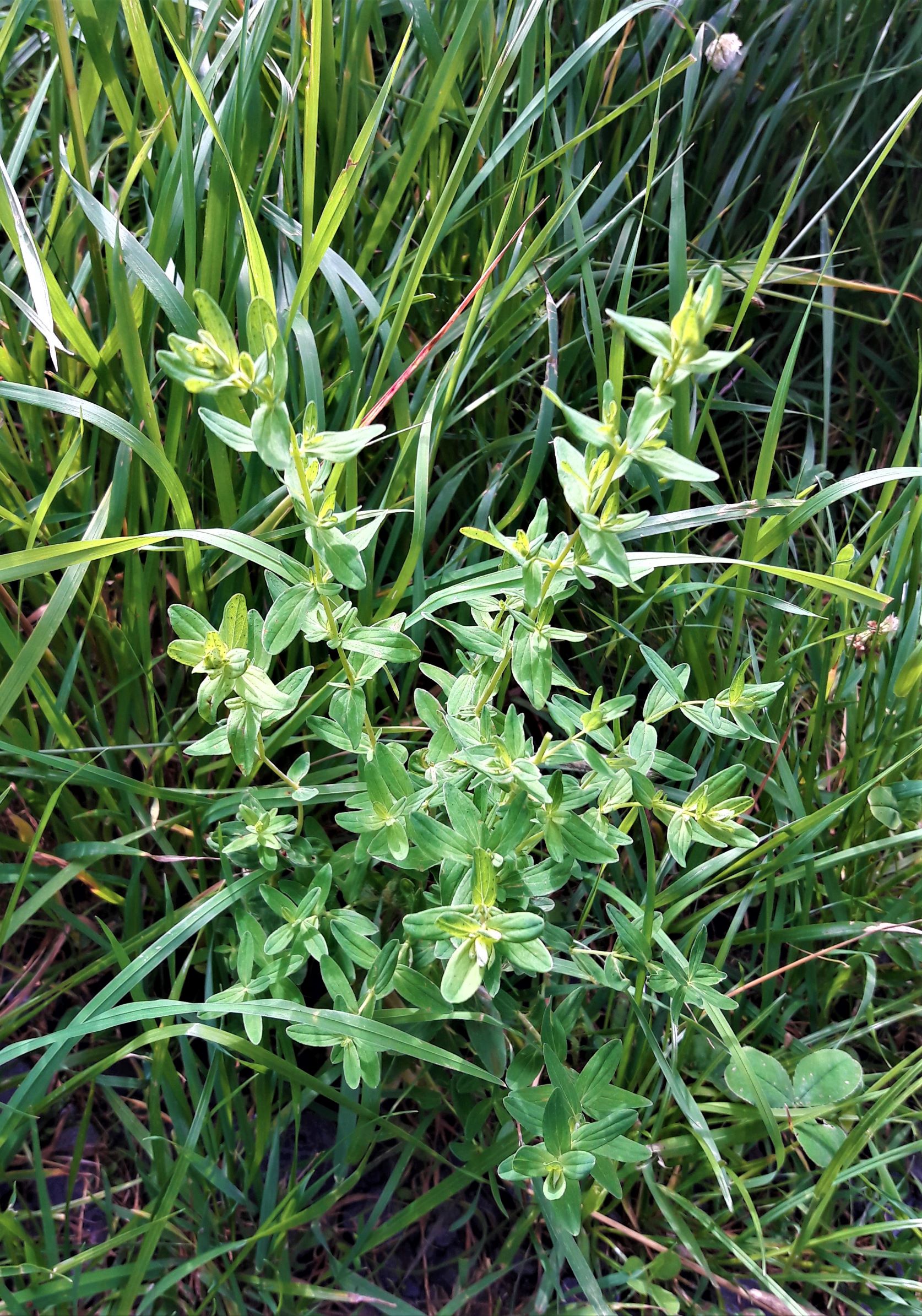 Johanniskraut vor der Blüte