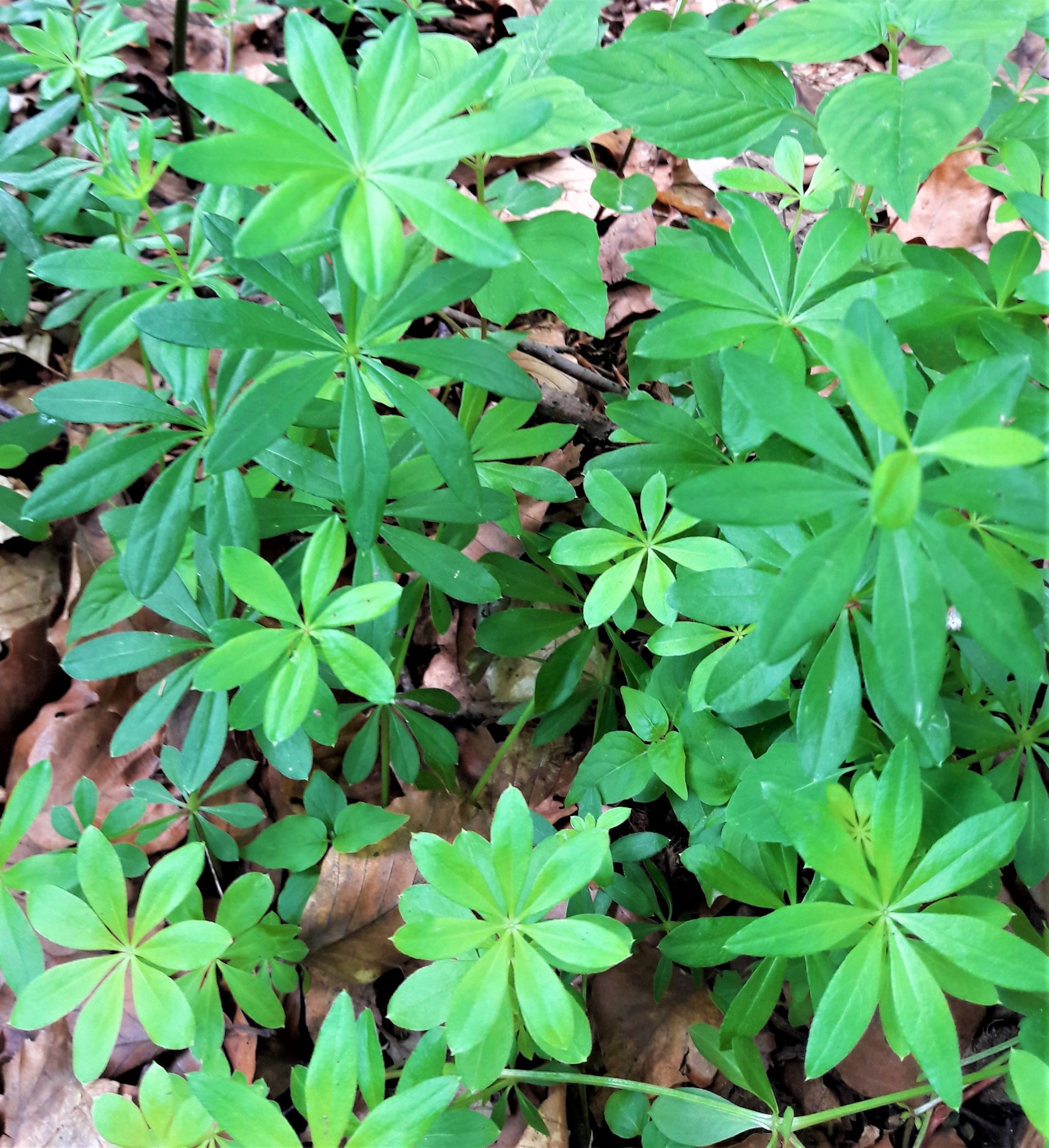 Waldmeister nach der Blüte