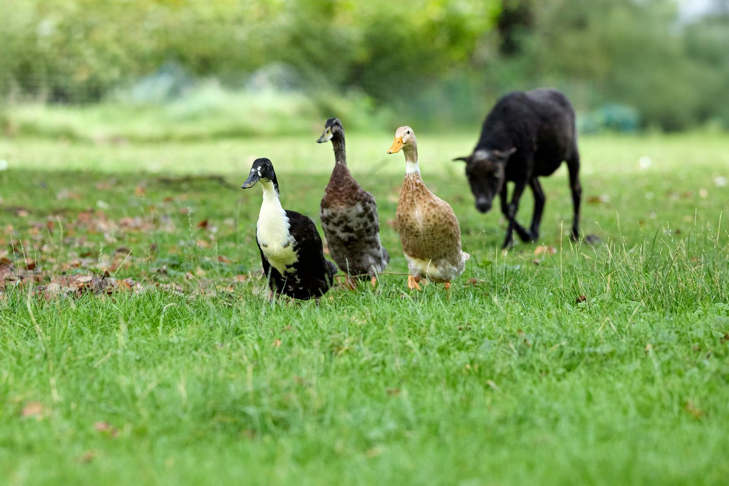 Enten und ein Lamm zusammen auf einer Wiese abgebildet als Sinnbild für die DowlWool Komponenten Daunen und Wolle