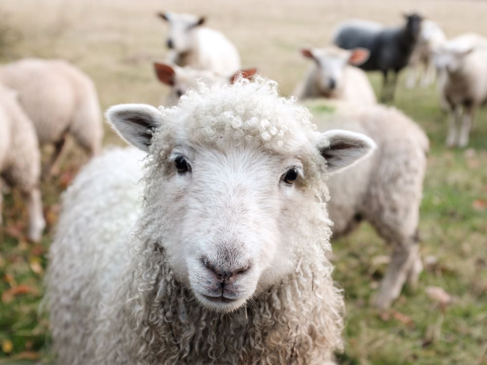 Schafe blicken in die Kamera