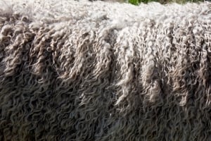 Wolle Detailansicht