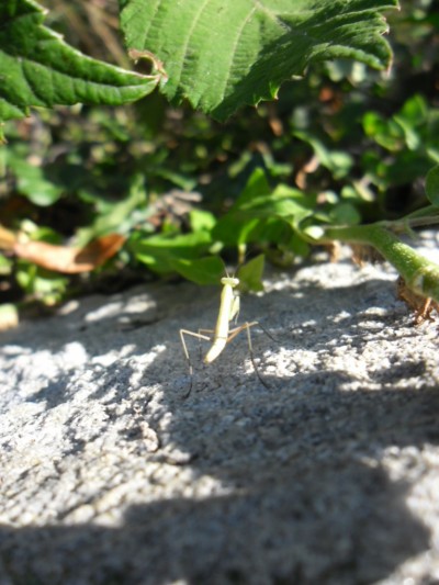 Kleine Gottesanbeterin sitzt auf einer Mauer