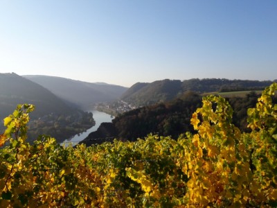 Aussicht auf Weinberge beim Koberner Burgpfad