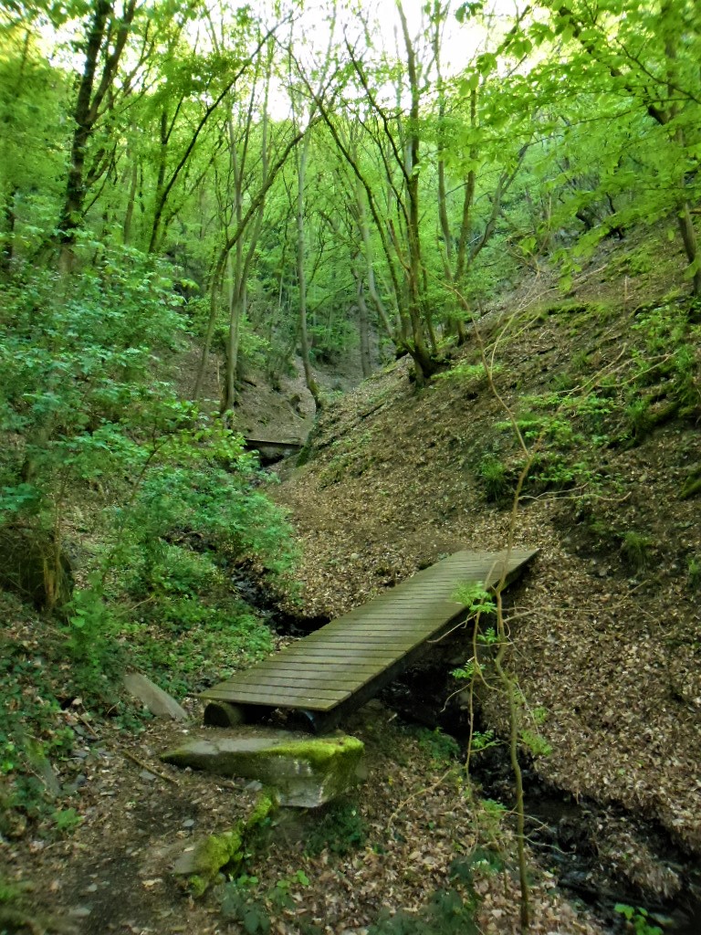 Aufstieg durch den Wald