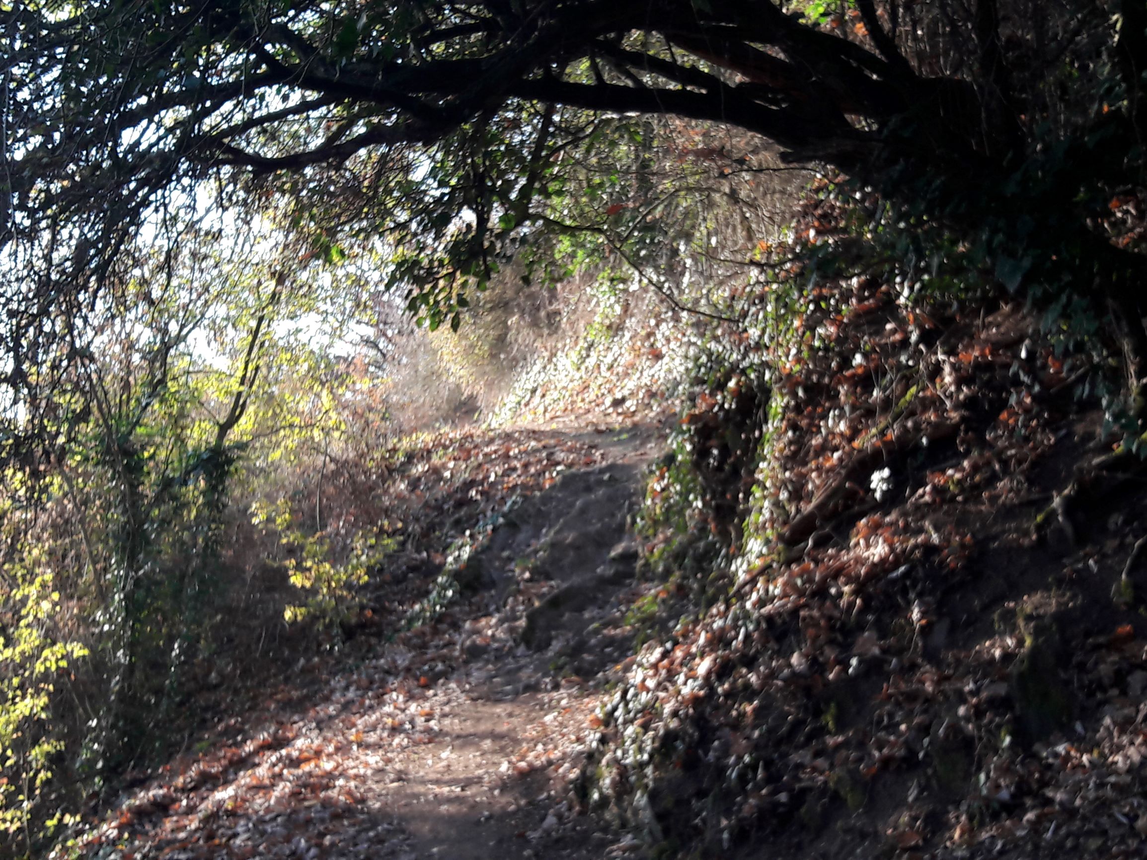 Waldweg Koberner Burgpfad