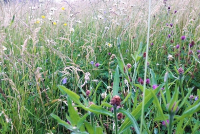 Essbare Wildpflanzen und Heilkräuter